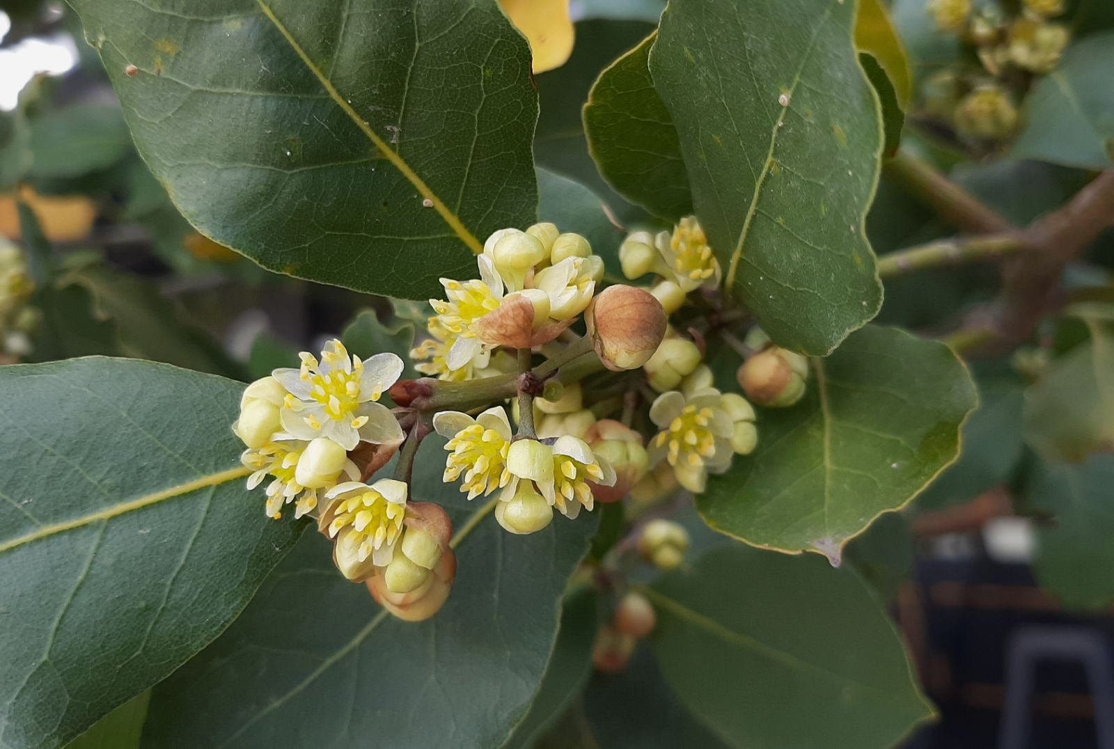 Laurus nobilis