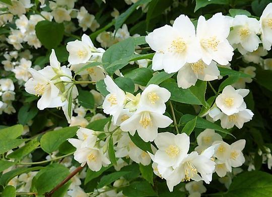 Philadelphus coronarius