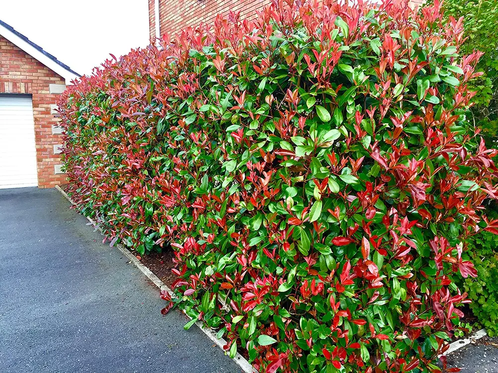 Photinia x fraseri