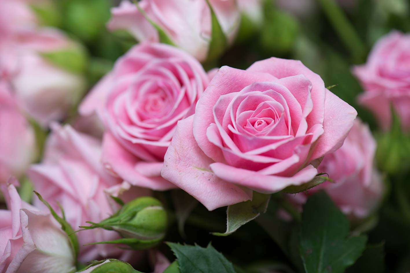 Rosa