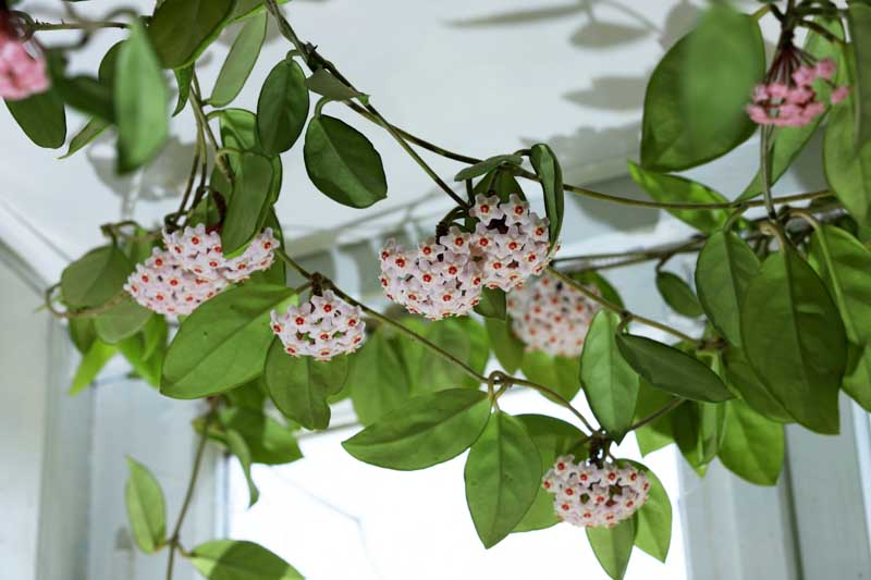 Hoya carnosa