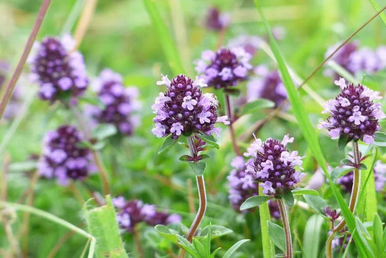 Thymus serpyllum