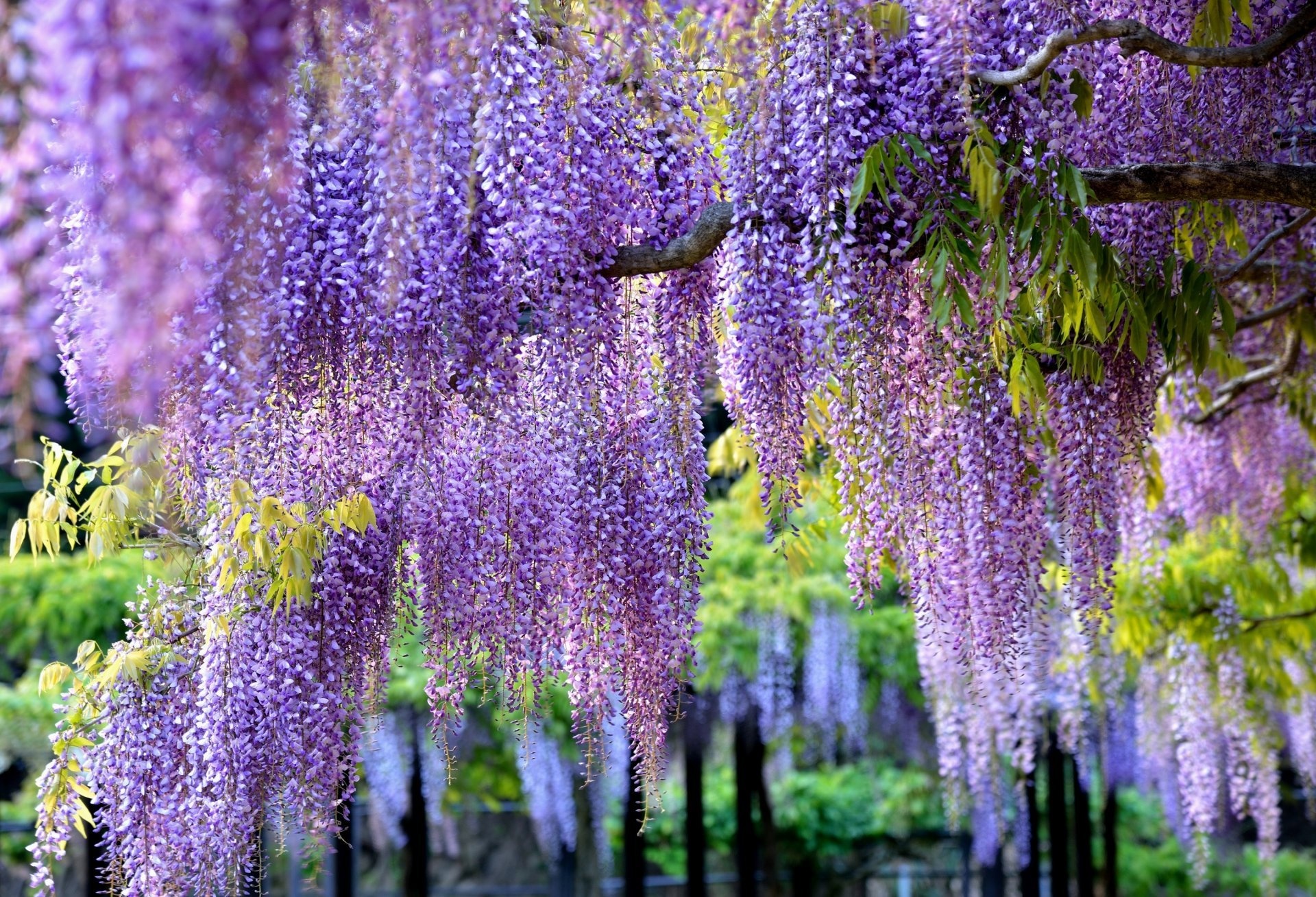 Wisteria sinensis