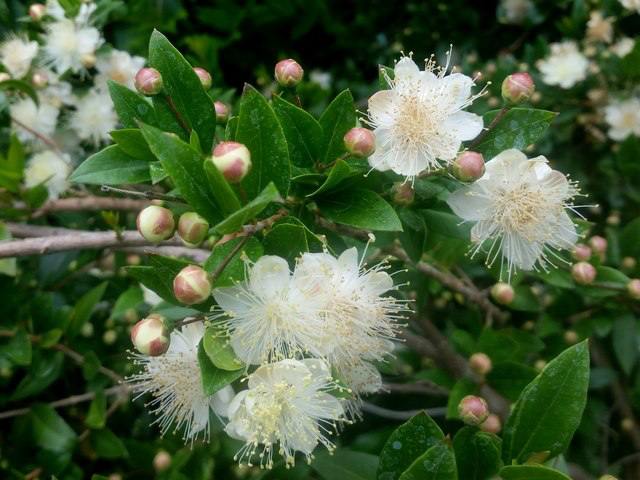 Myrtus communis