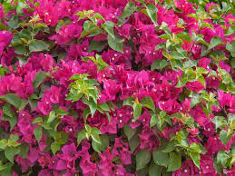 Bougainvillea glabra