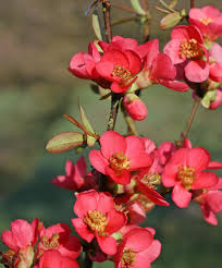 Chaenomeles speciosa