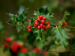 Ilex aquifolium