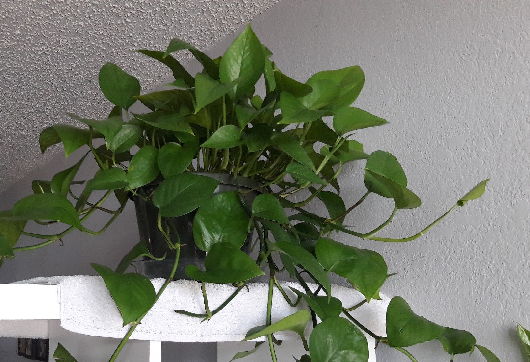 epipremnum aureum green
