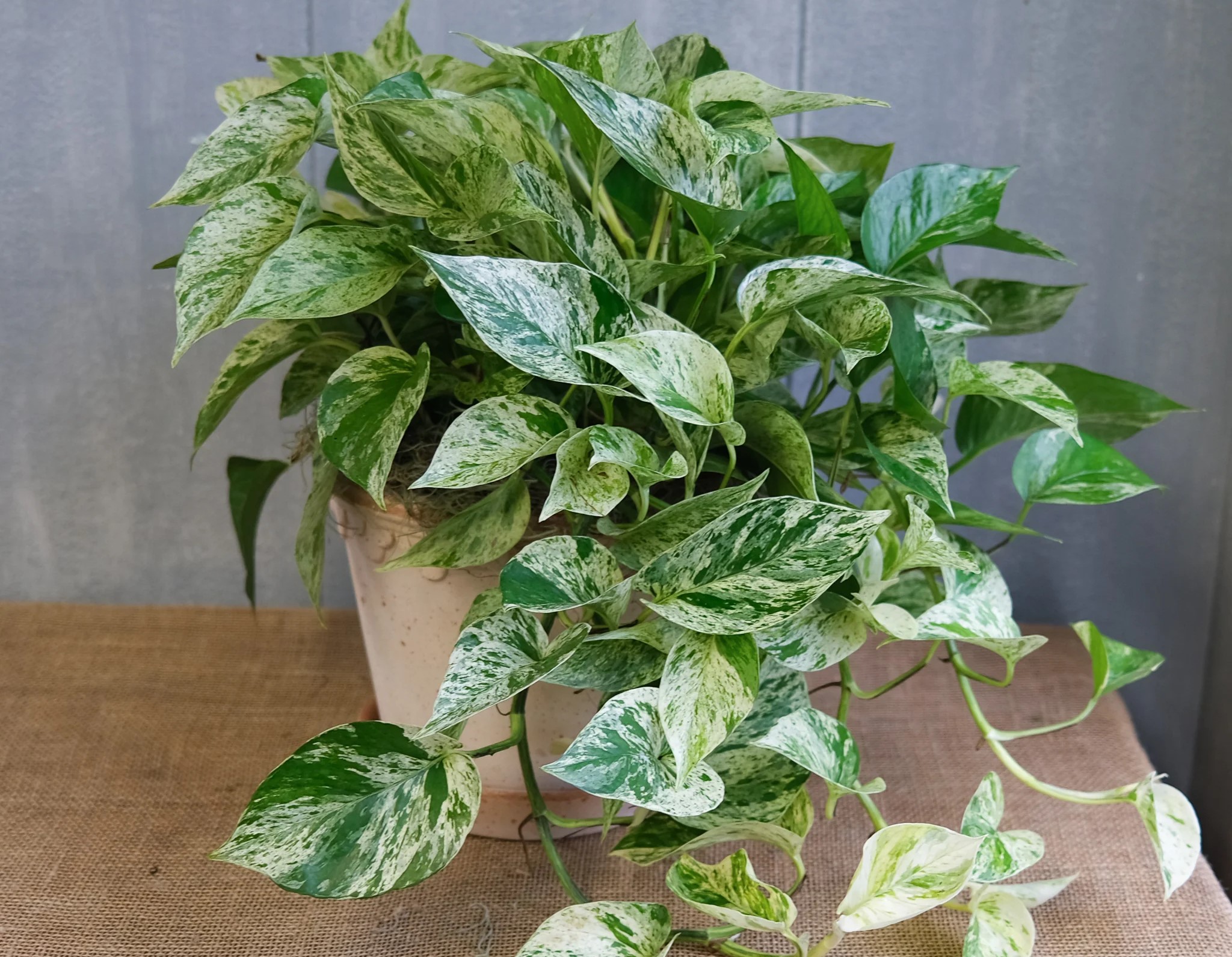 Epipremnum aureum Marble Queen