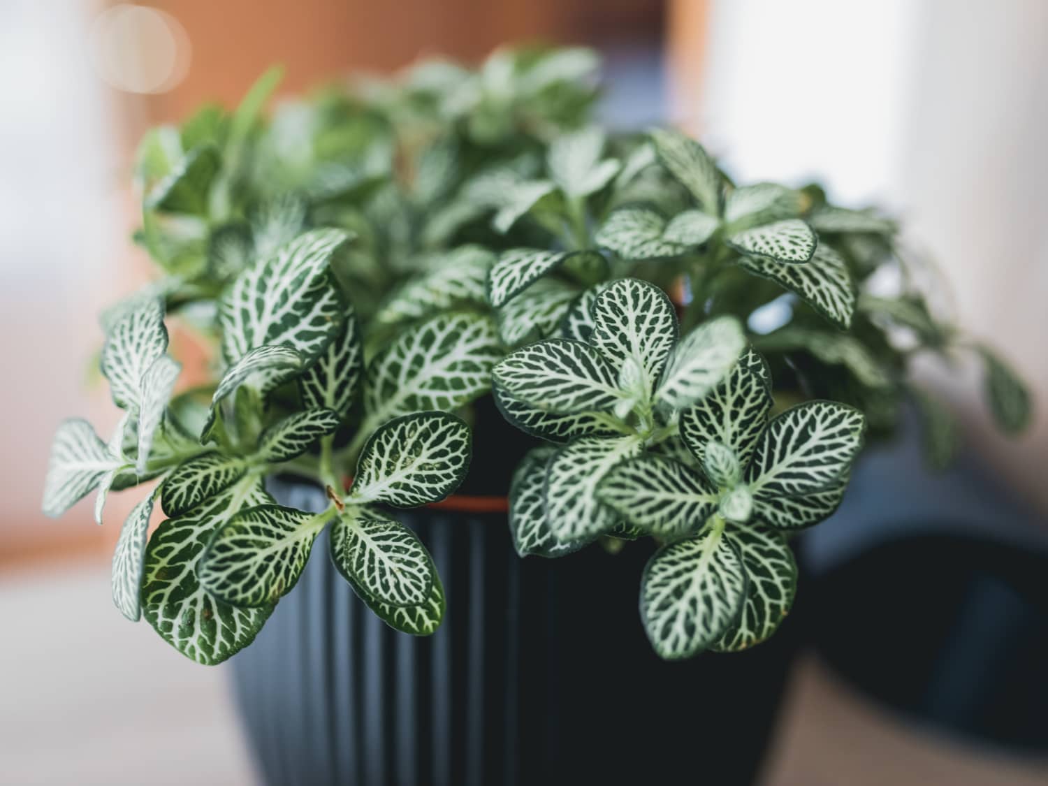 Fittonia albivenis