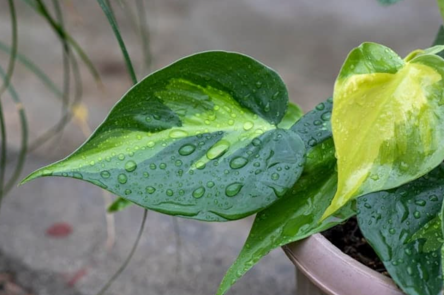 Heartleaf Philodendron Variegated