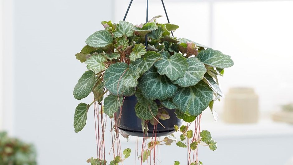 Saxifraga stolonifera