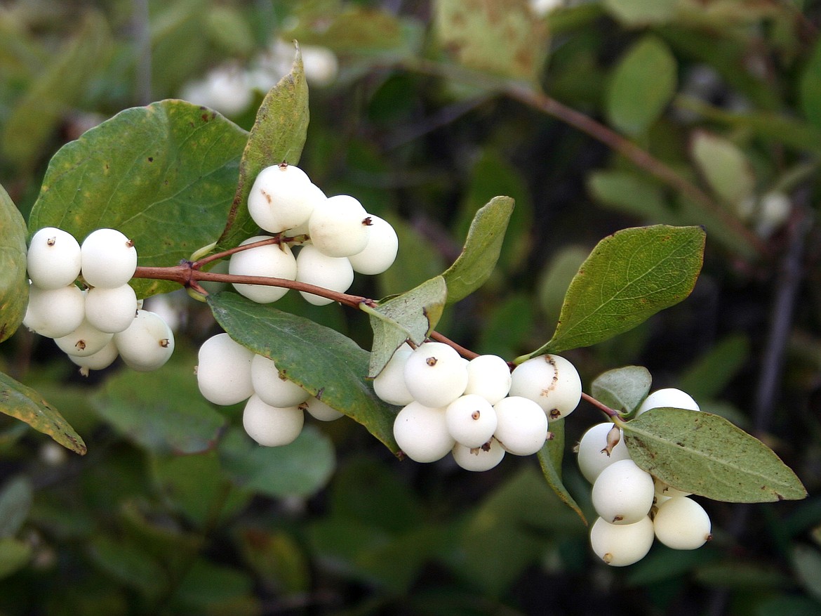 Symphoricarpos