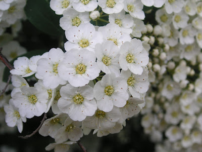 spiraea crenata