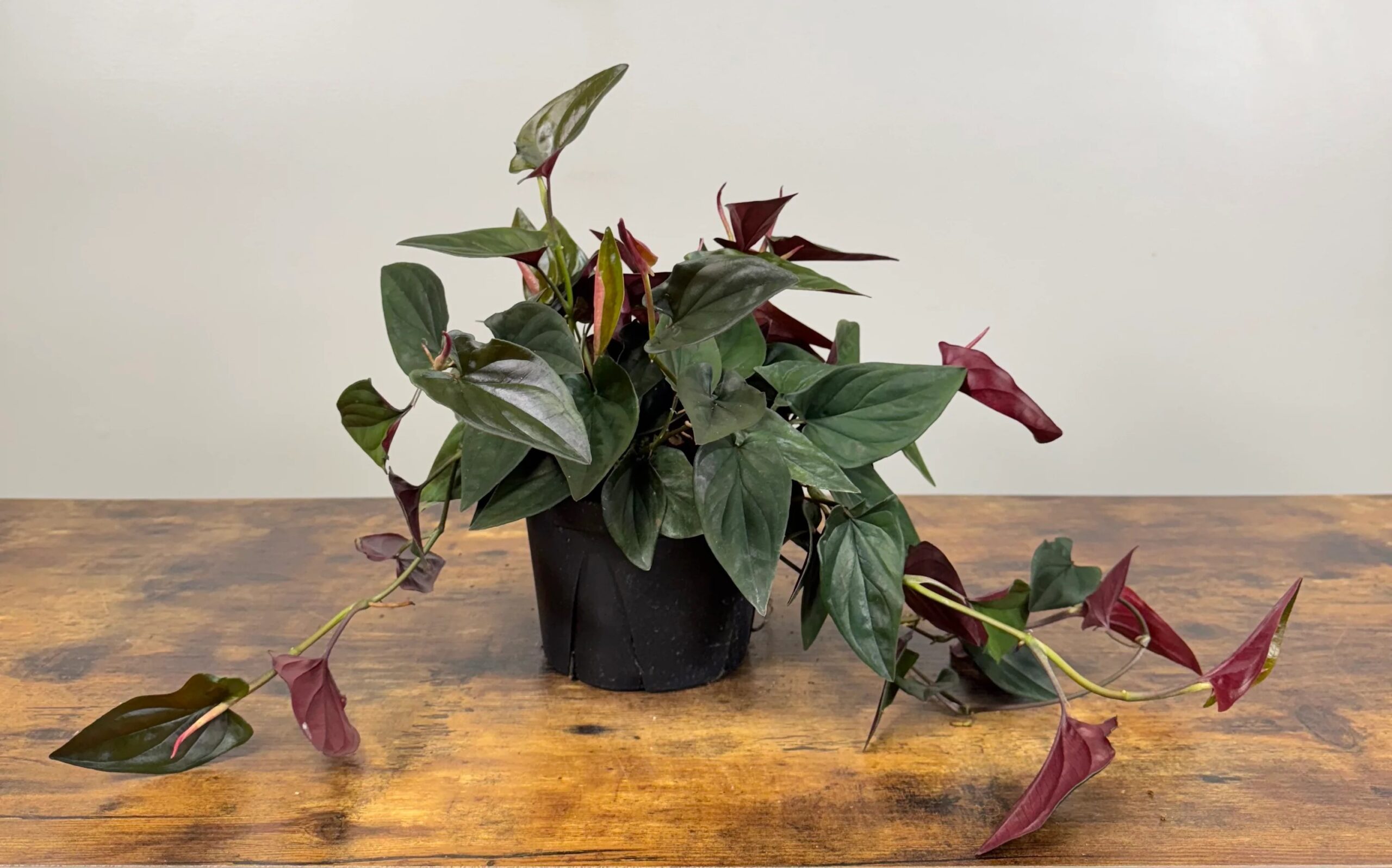 Syngonium erythrophyllum