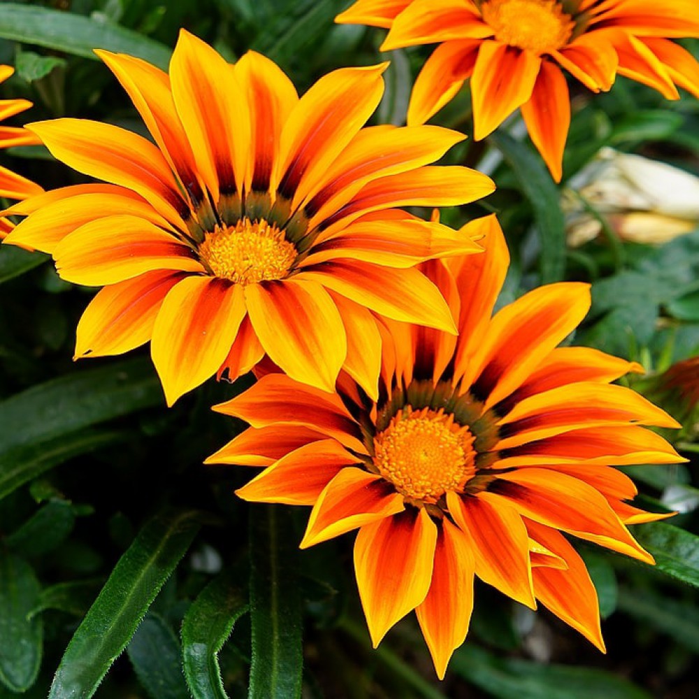 Gazania hybrida