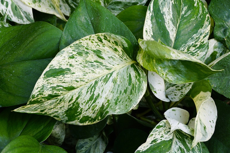 Epipremnum aureum Marble Queen