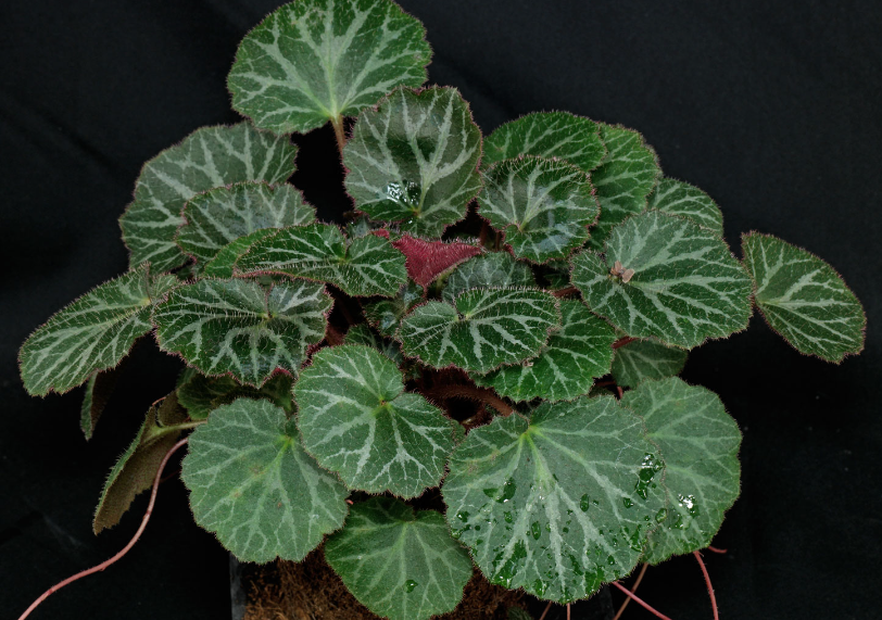 Saxifraga stolonifera