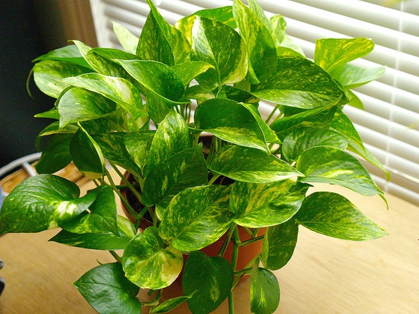 Epipremnum aureum variegated