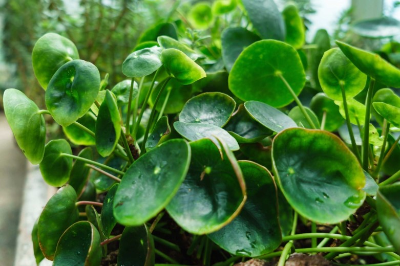 Pilea peperomioides