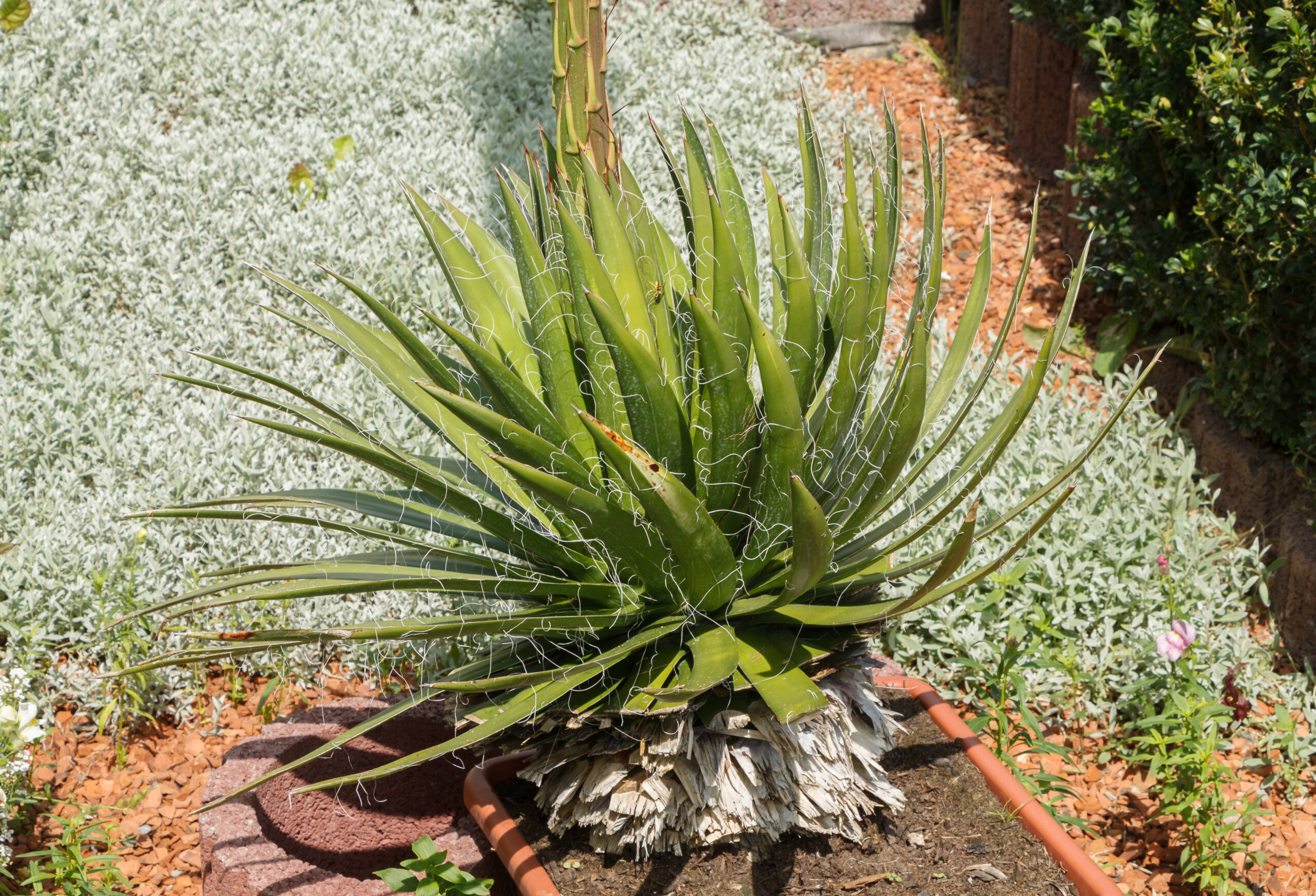 Agave filifera