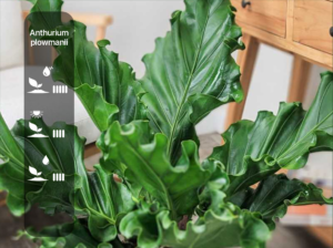 Anthurium plowmanii