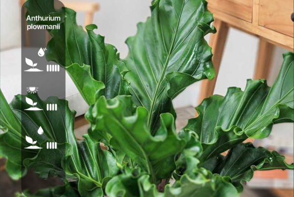 Anthurium plowmanii