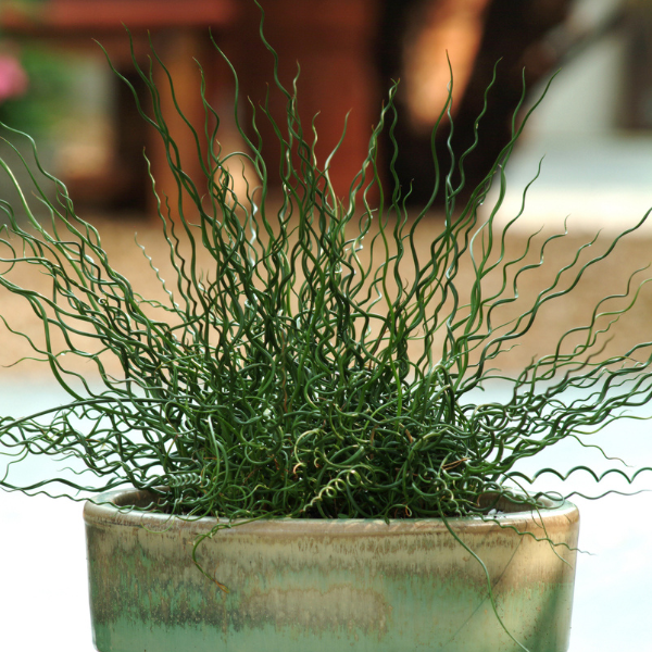 Juncus spiralis