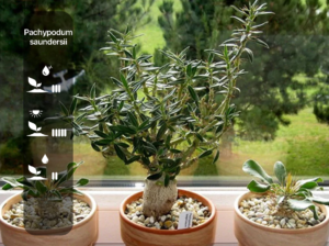 Pachypodium saundersii