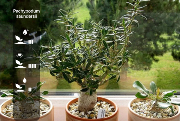 Pachypodium saundersii