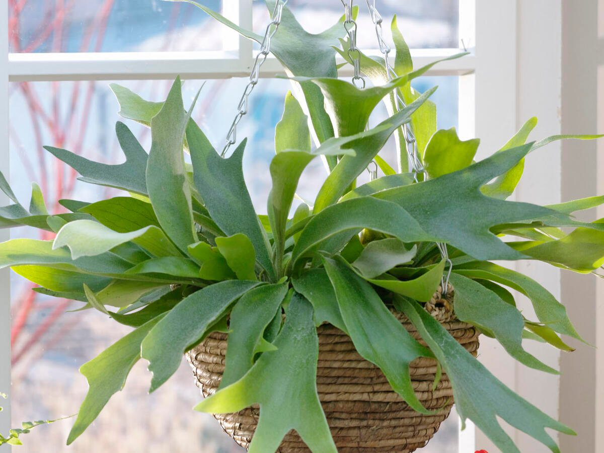 Platycerium bifurcatum