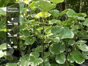 Polyscias balfouriana