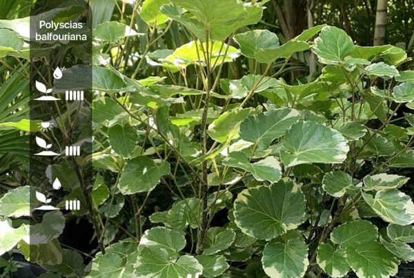 Polyscias balfouriana
