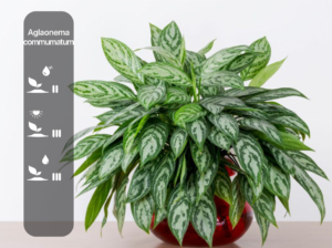 Aglaonema