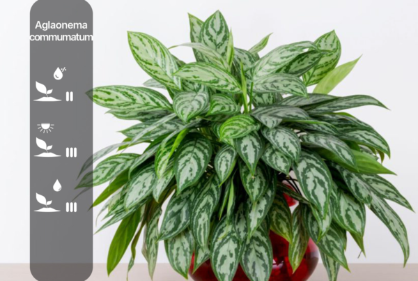 Aglaonema