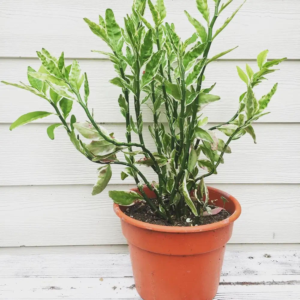 Euphorbia tithymaloides