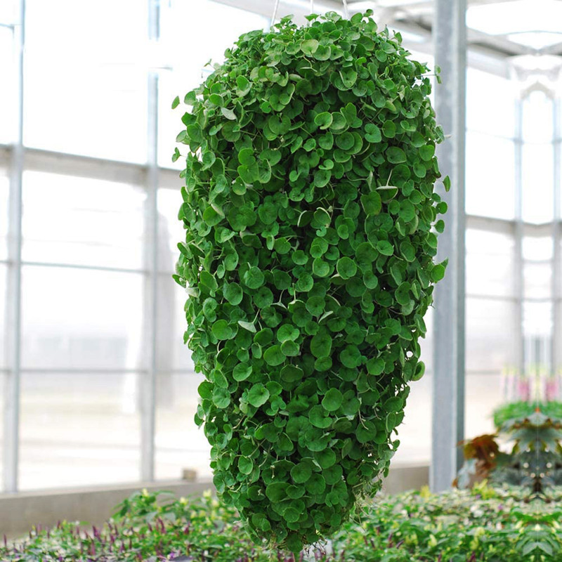 Dichondra