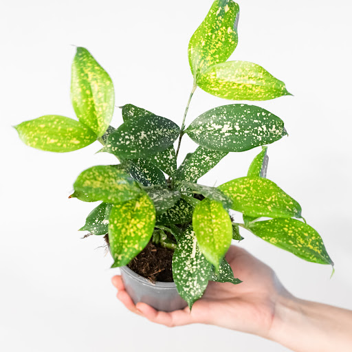 Dracaena godseffiana