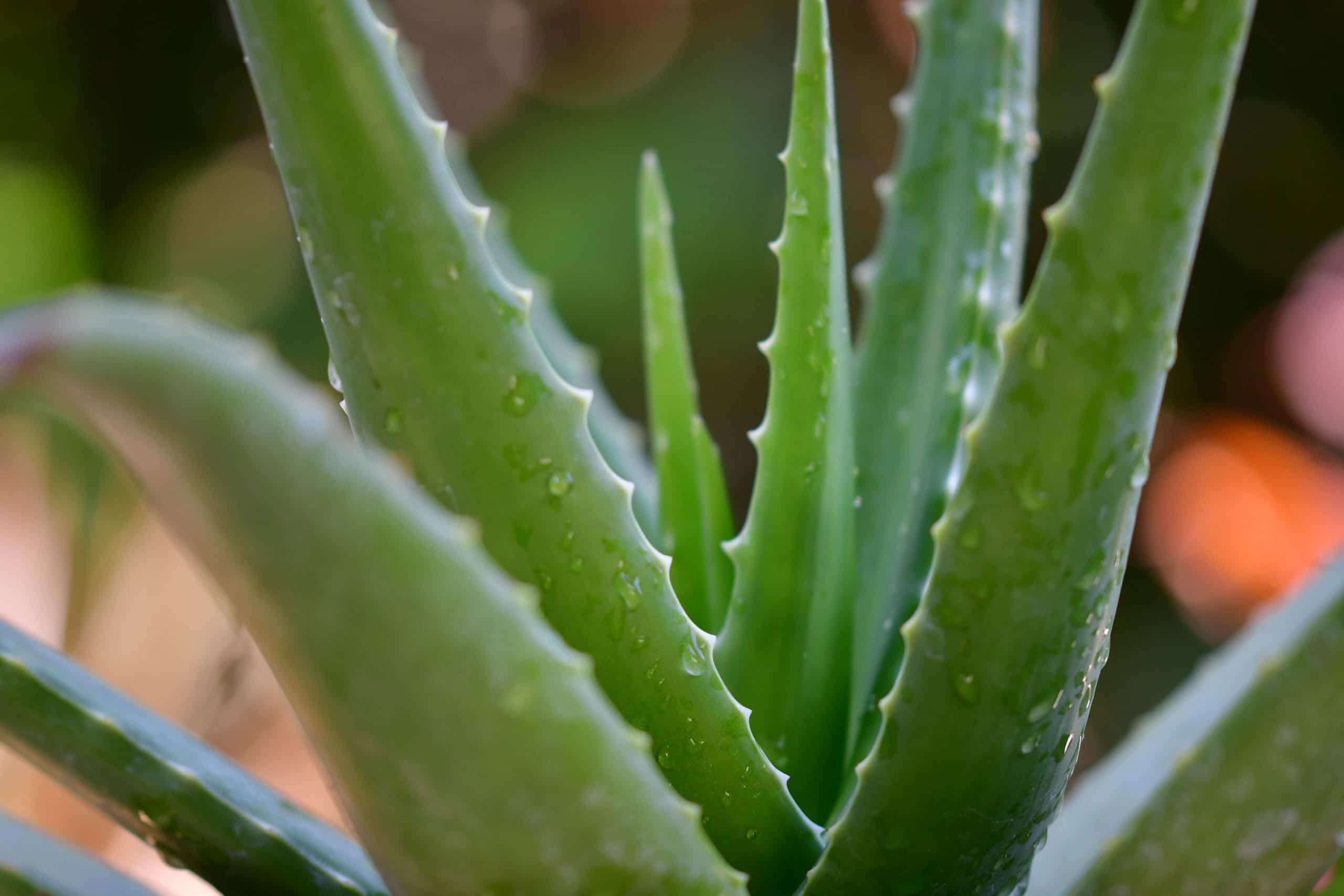 Aloe Vera 