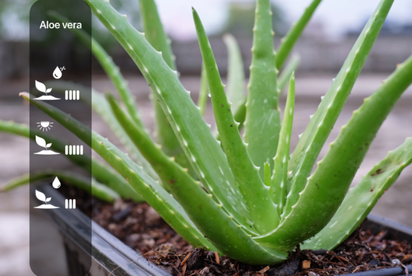 Aloe Vera
