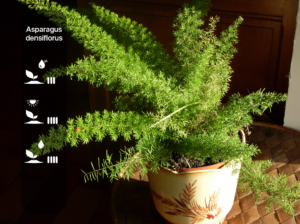 Asparagus densiflorus