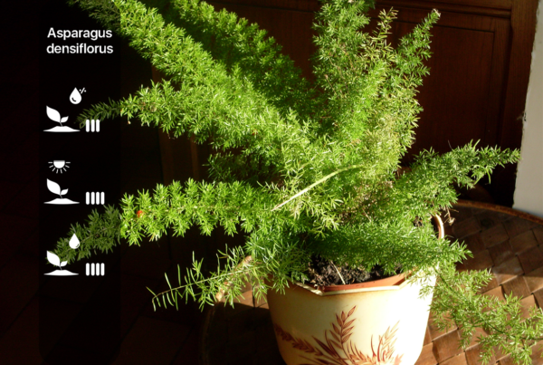 Asparagus densiflorus