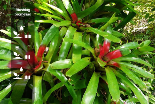 Blushing Bromeliad