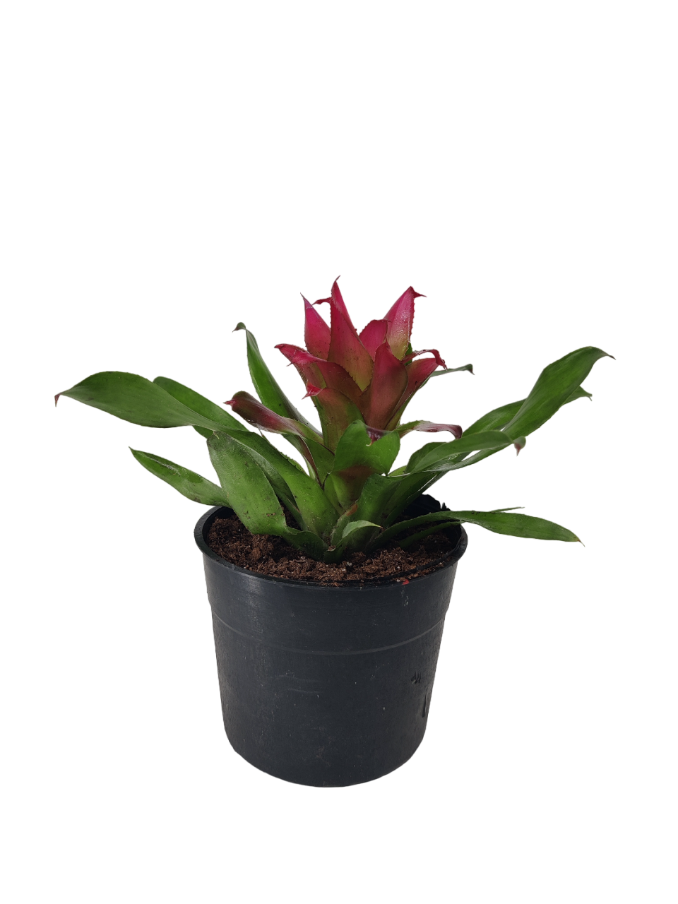 Blushing Bromeliad