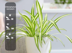 Chlorophytum comosum