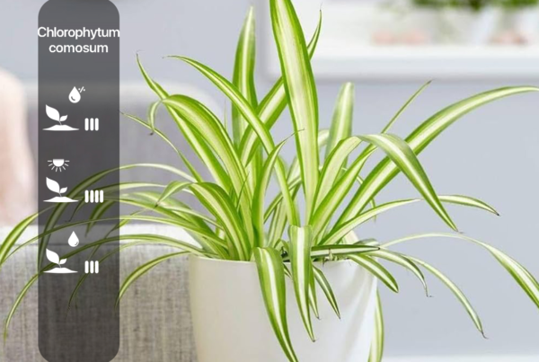 Chlorophytum comosum
