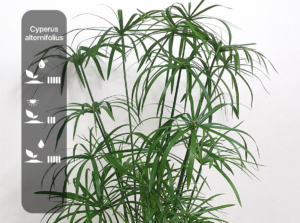 Cyperus alternifolius