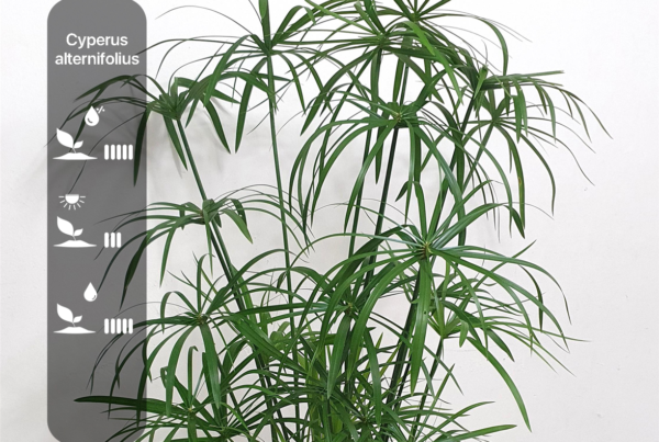 Cyperus alternifolius