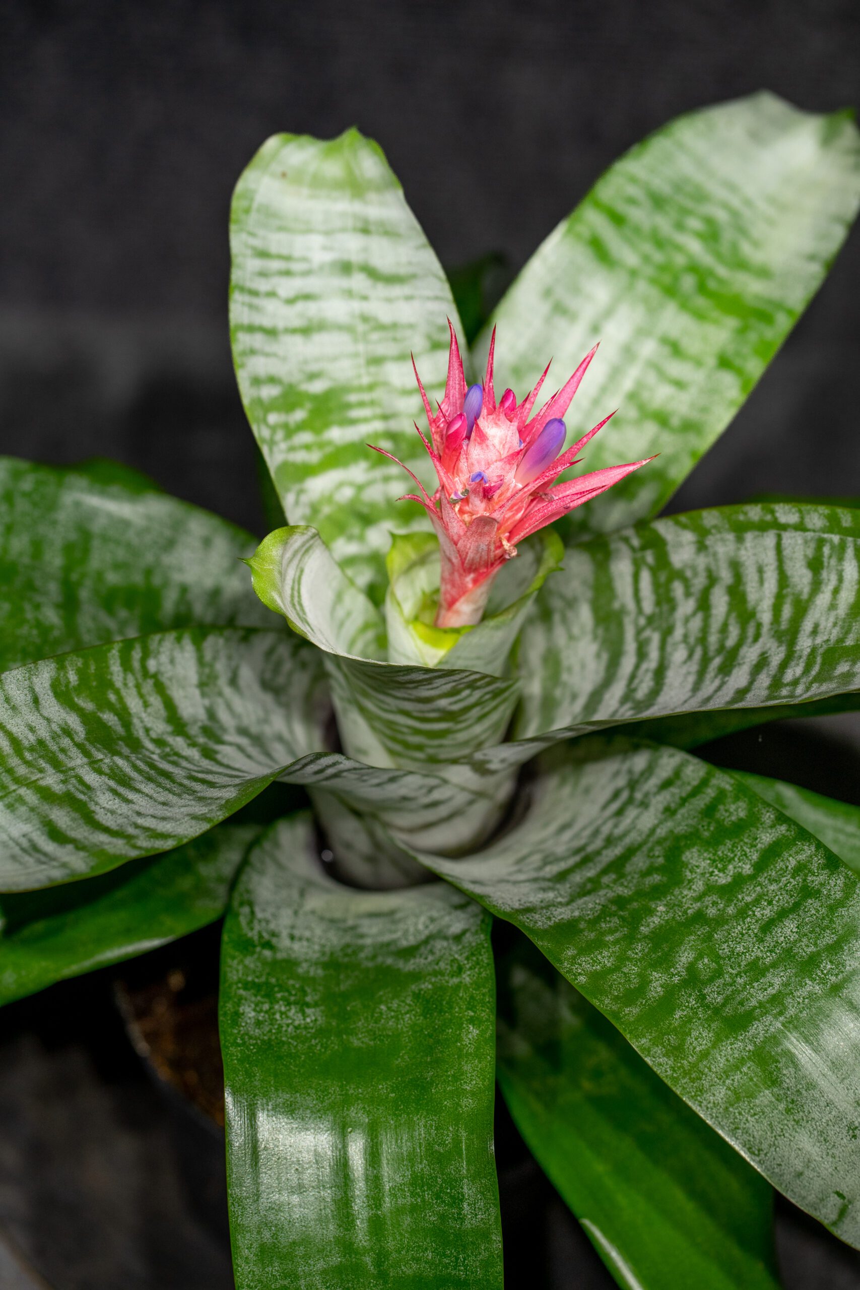 Aechmea fasciata