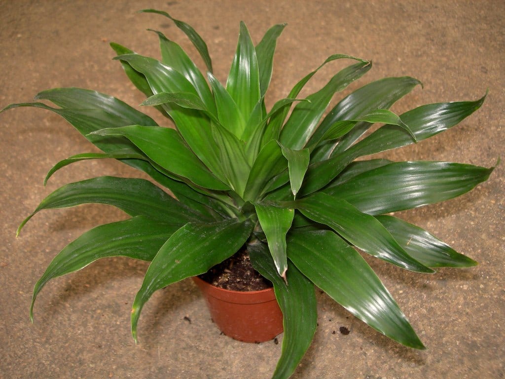 Dracaena